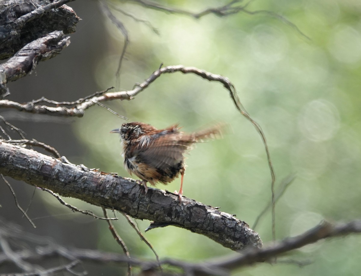 Carolina Wren - ML635147165