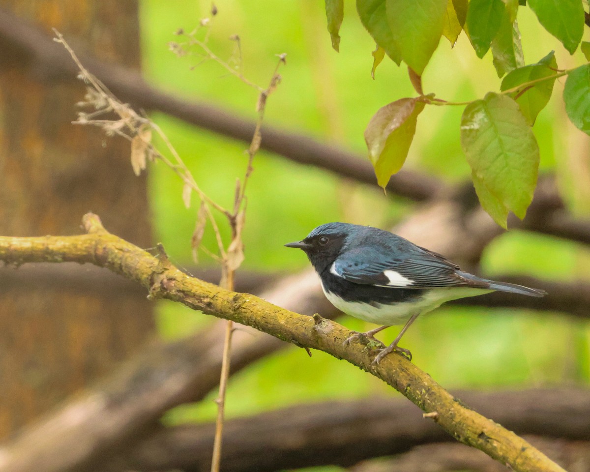 Black-throated Blue Warbler - ML635147236