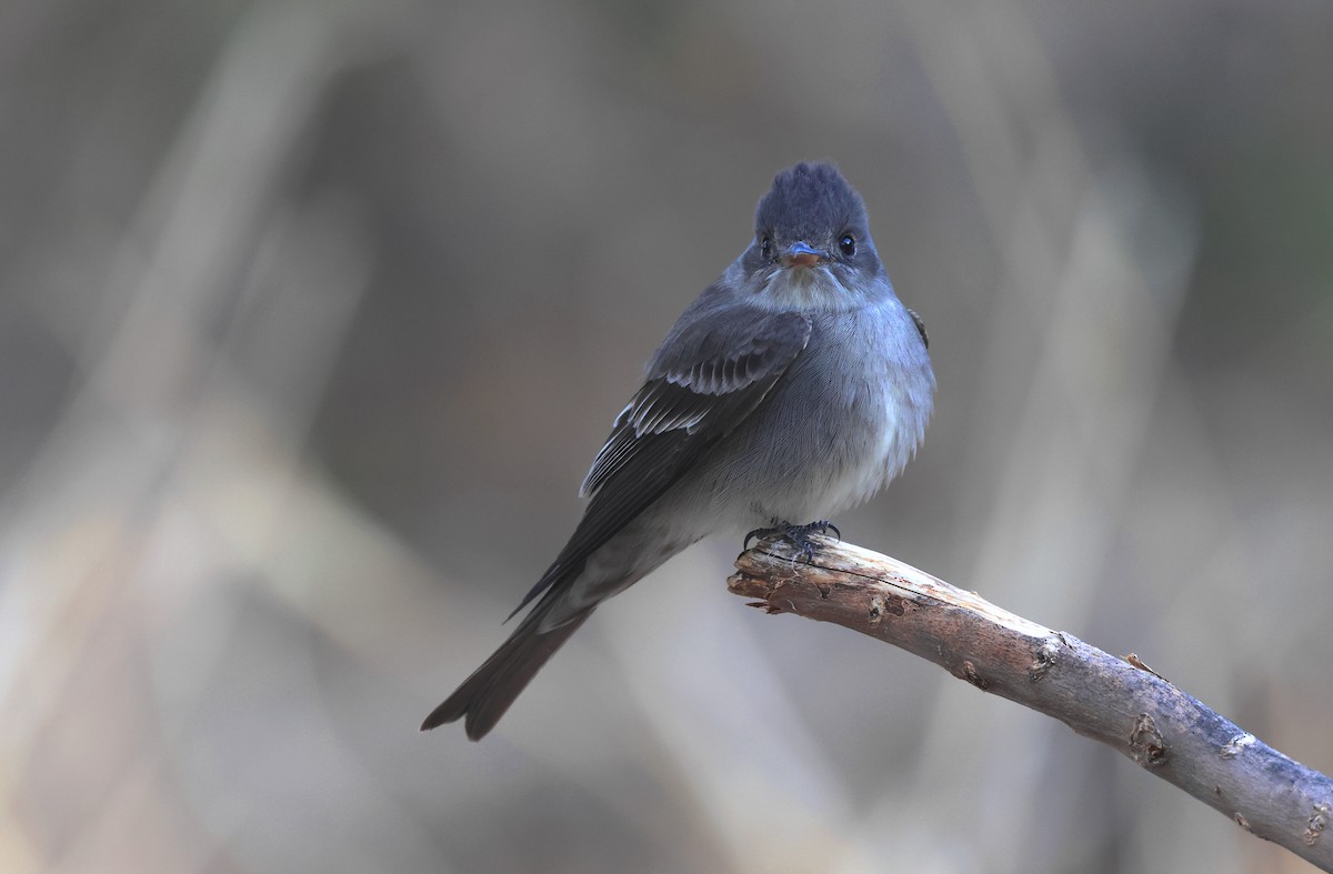 Western Wood-Pewee - ML635147318