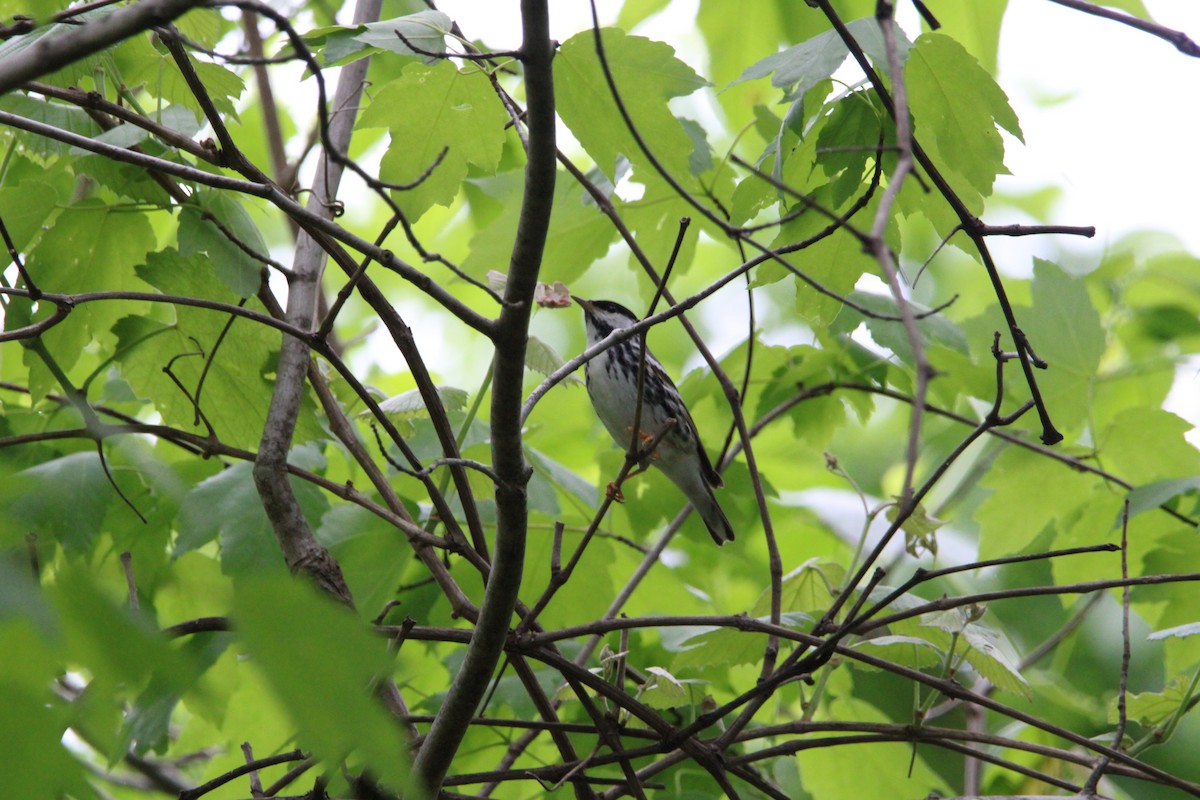 svarthetteparula - ML635147533
