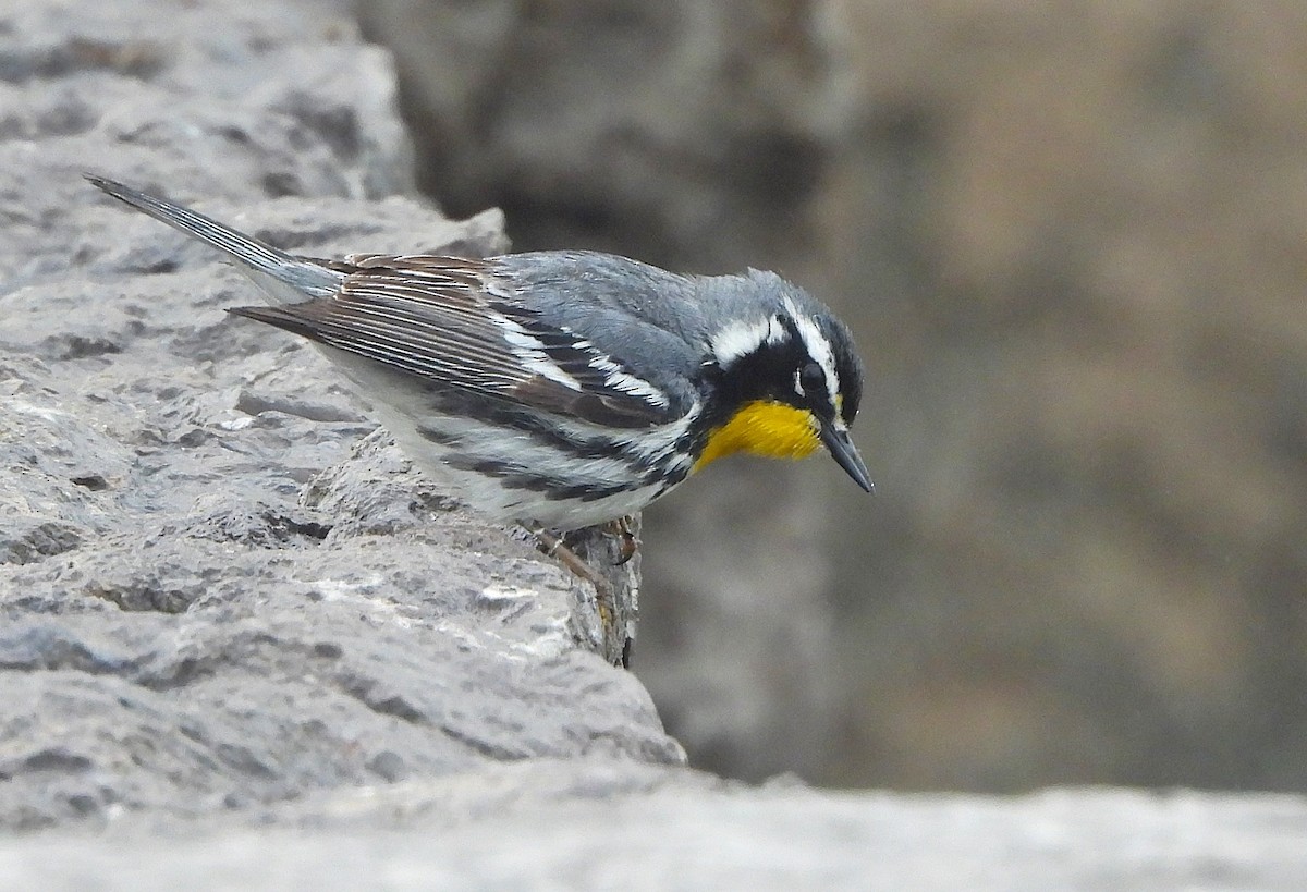 Yellow-throated Warbler - ML635147891