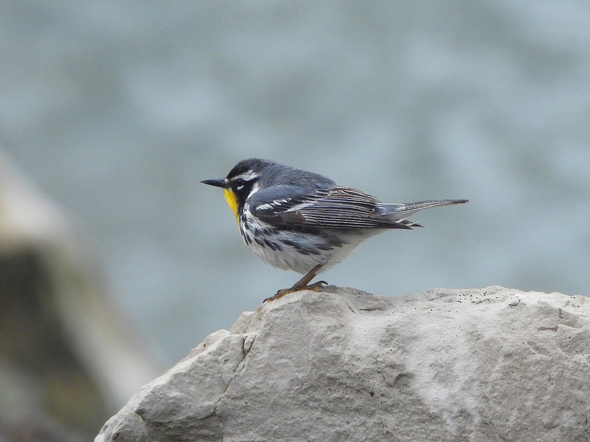 Yellow-throated Warbler - ML635147904