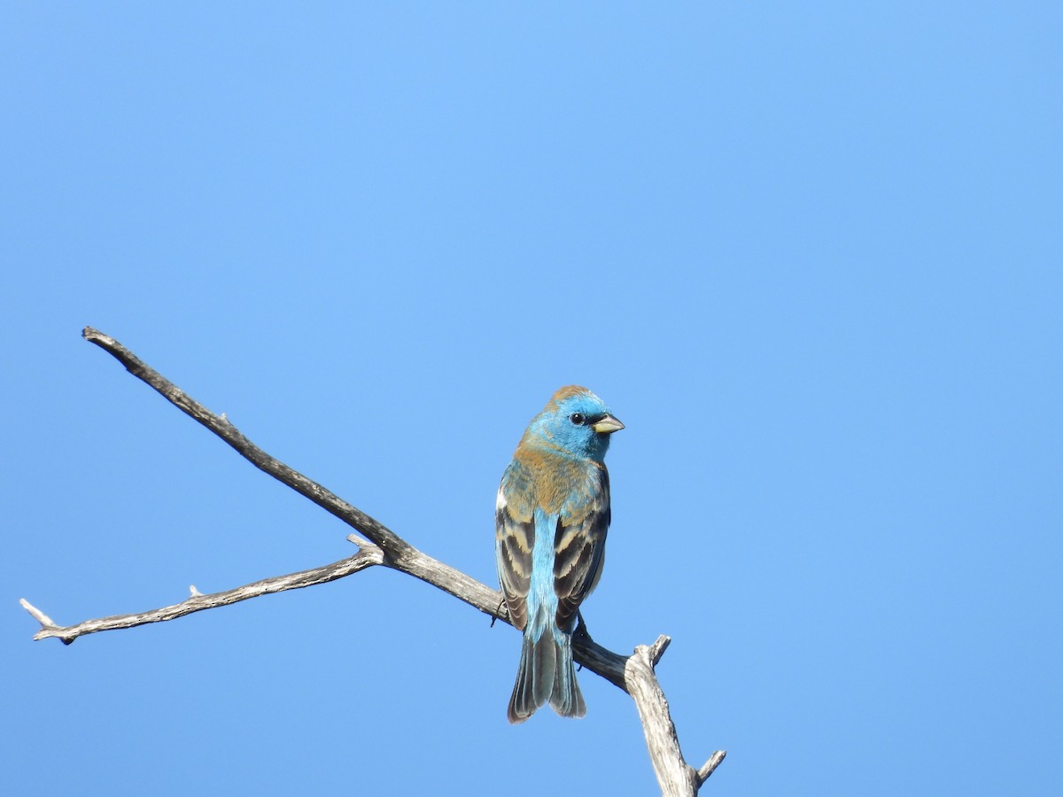 Lazuli Bunting - ML635147942