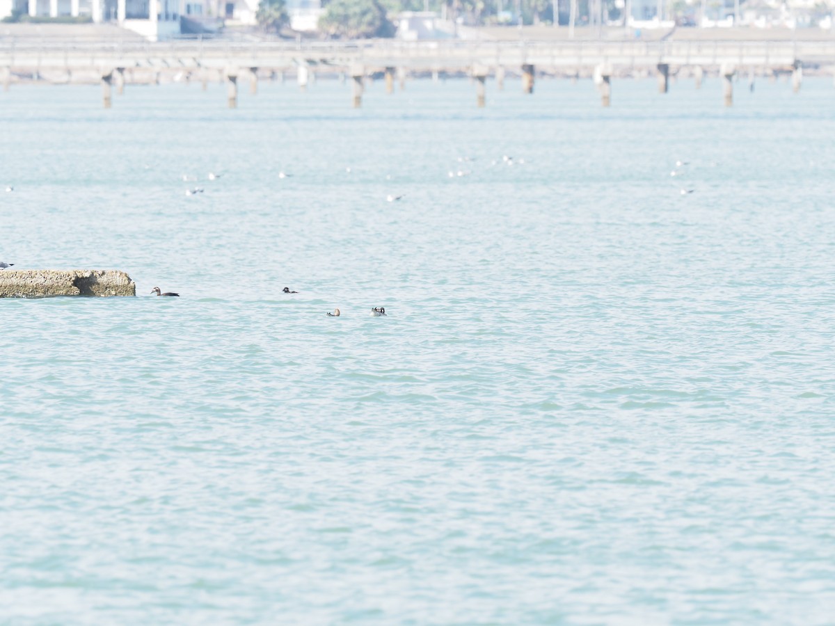 Surf Scoter - ML635147960