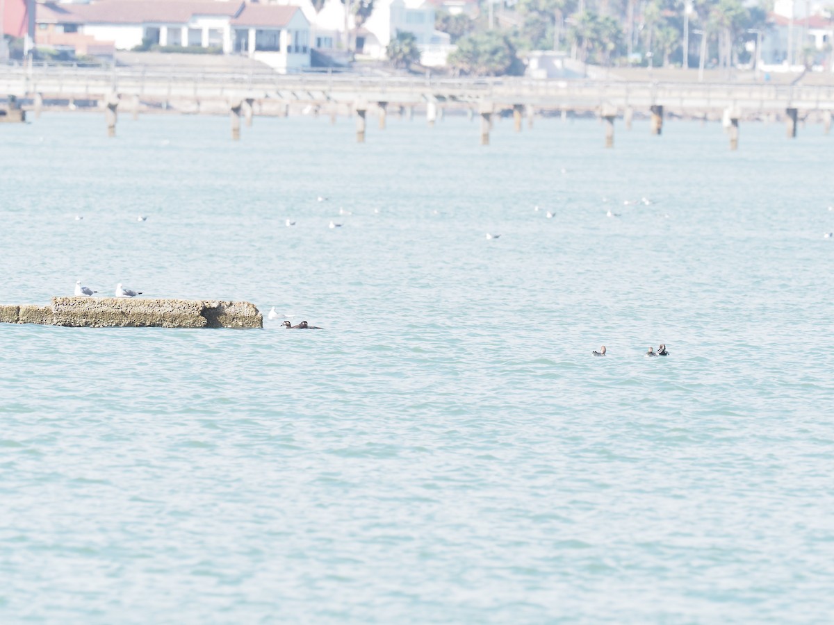 Surf Scoter - ML635147961