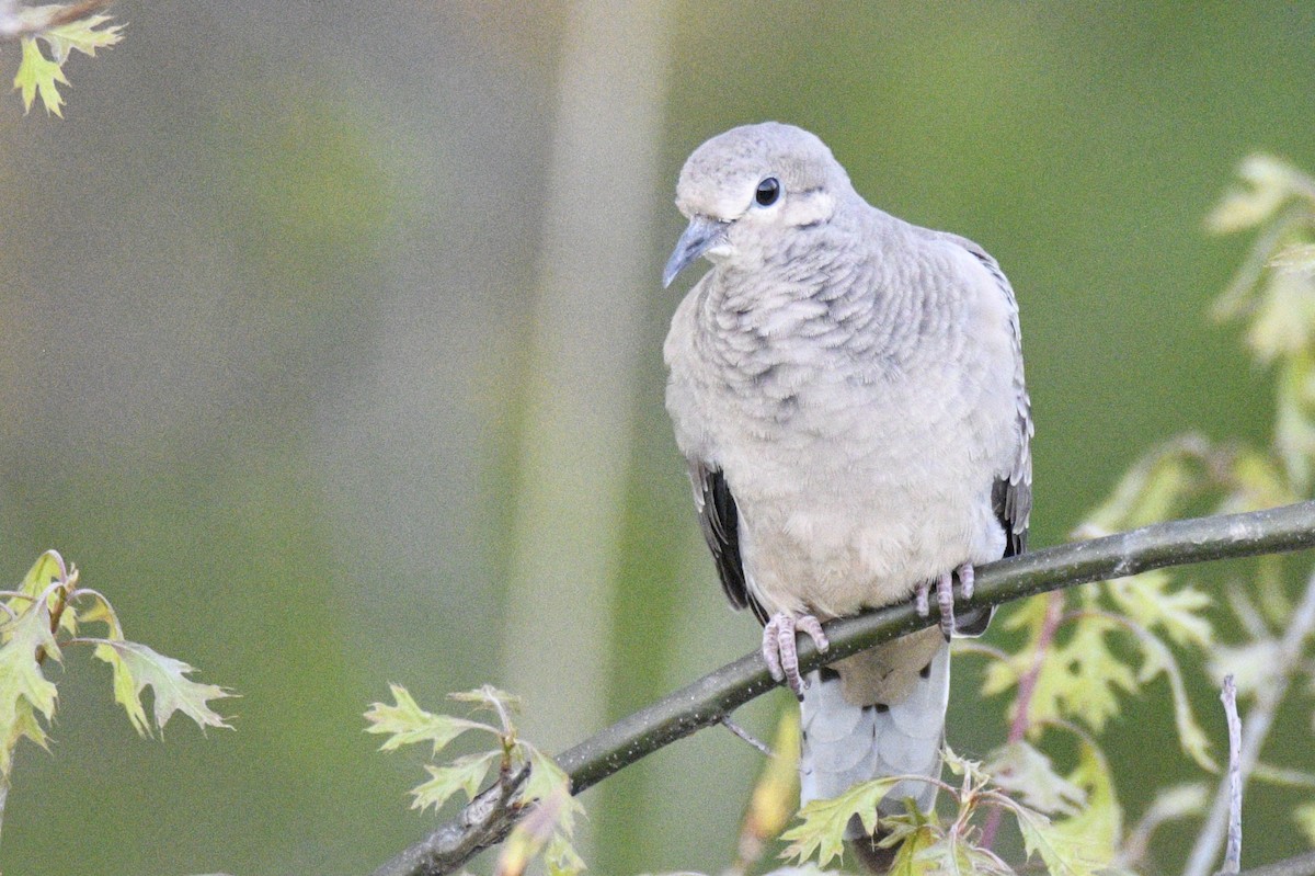 Mourning Dove - ML635148010