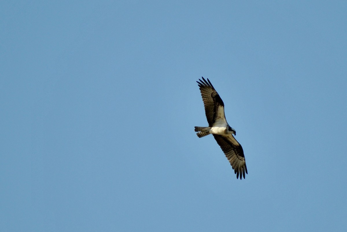 Osprey - ML635148042