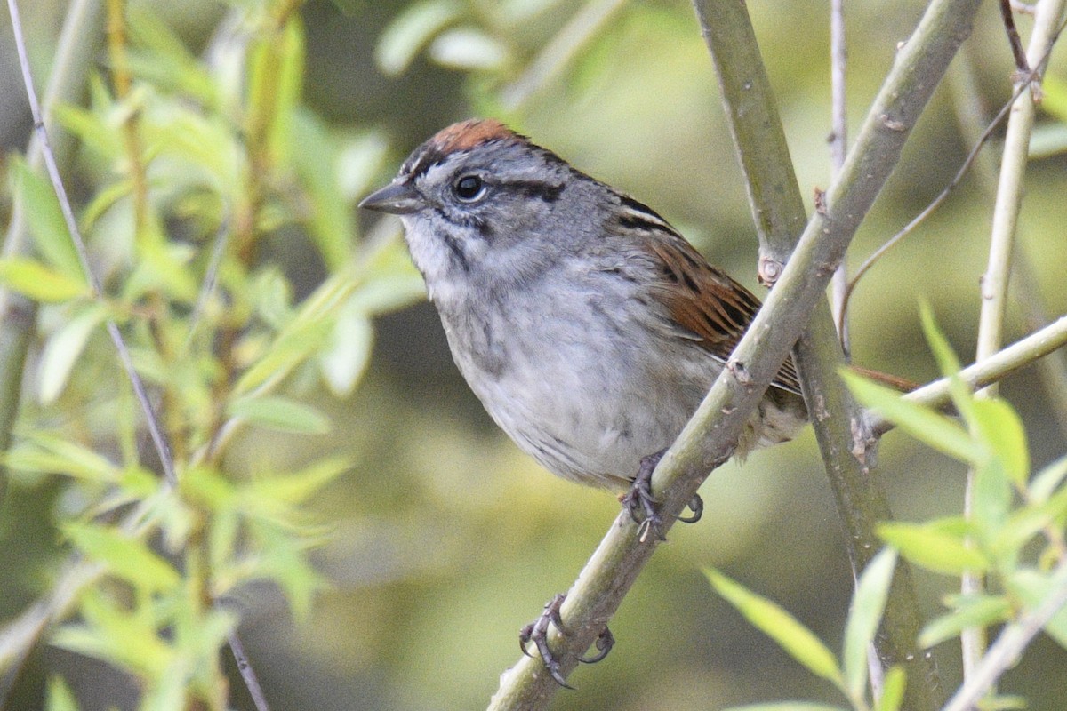 Swamp Sparrow - ML635148044