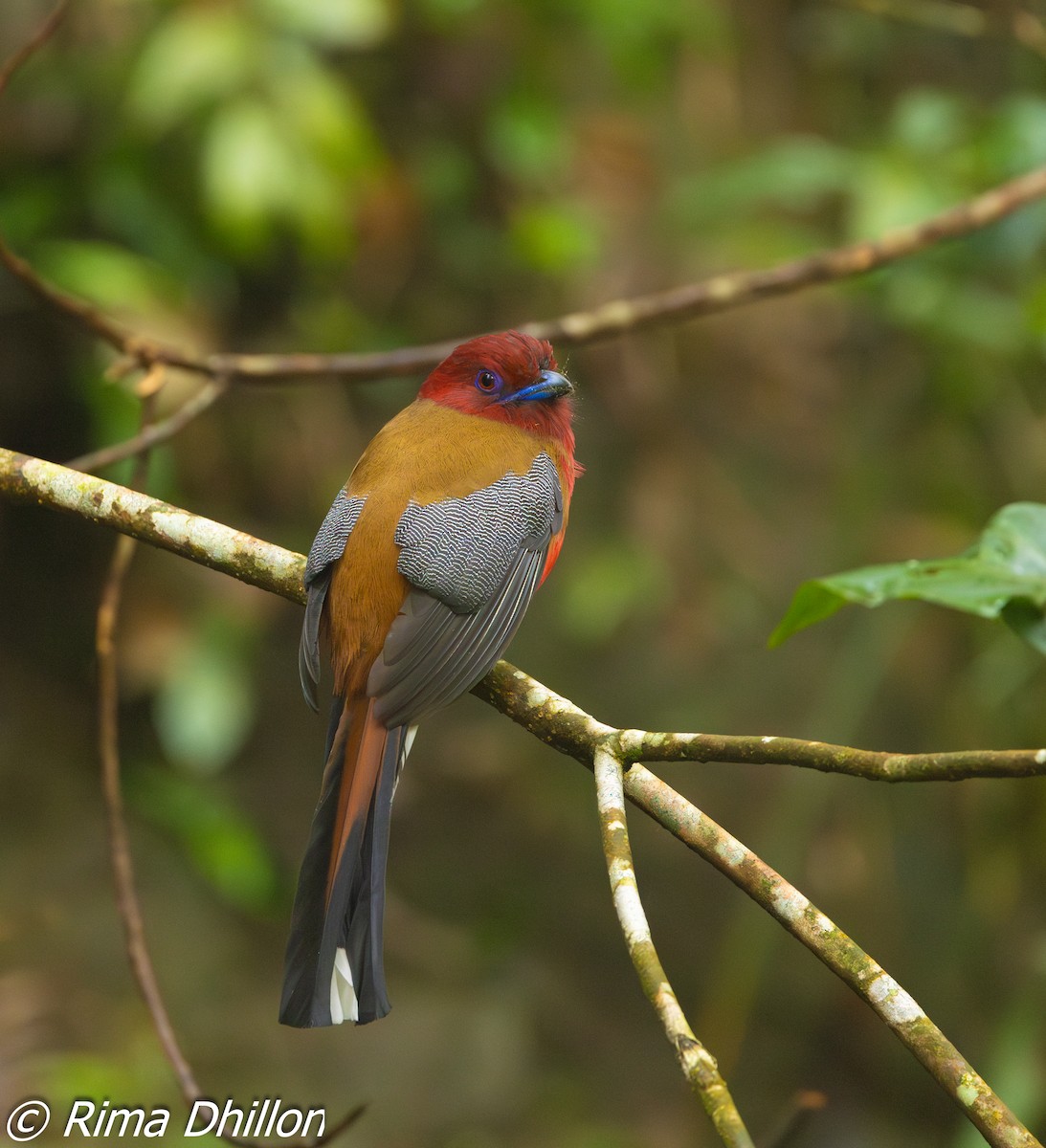 Red-headed Trogon - ML635148057