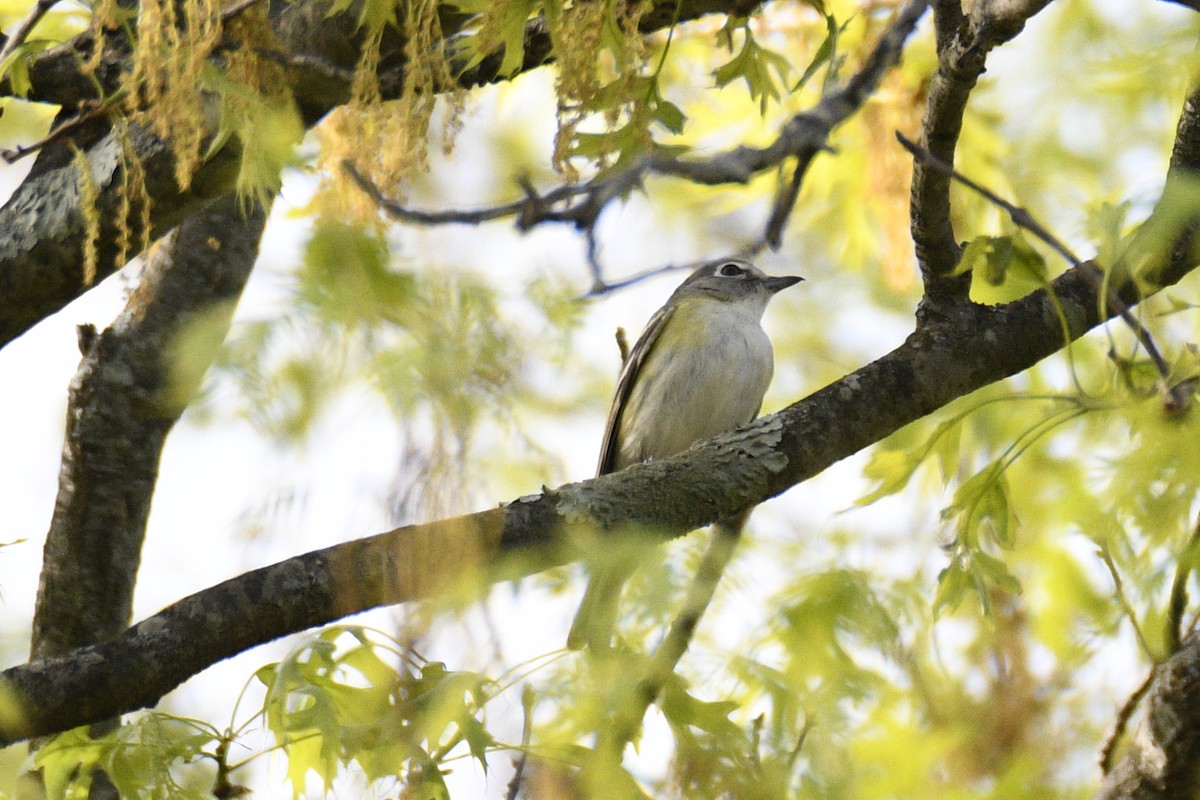 Blue-headed Vireo - ML635148064