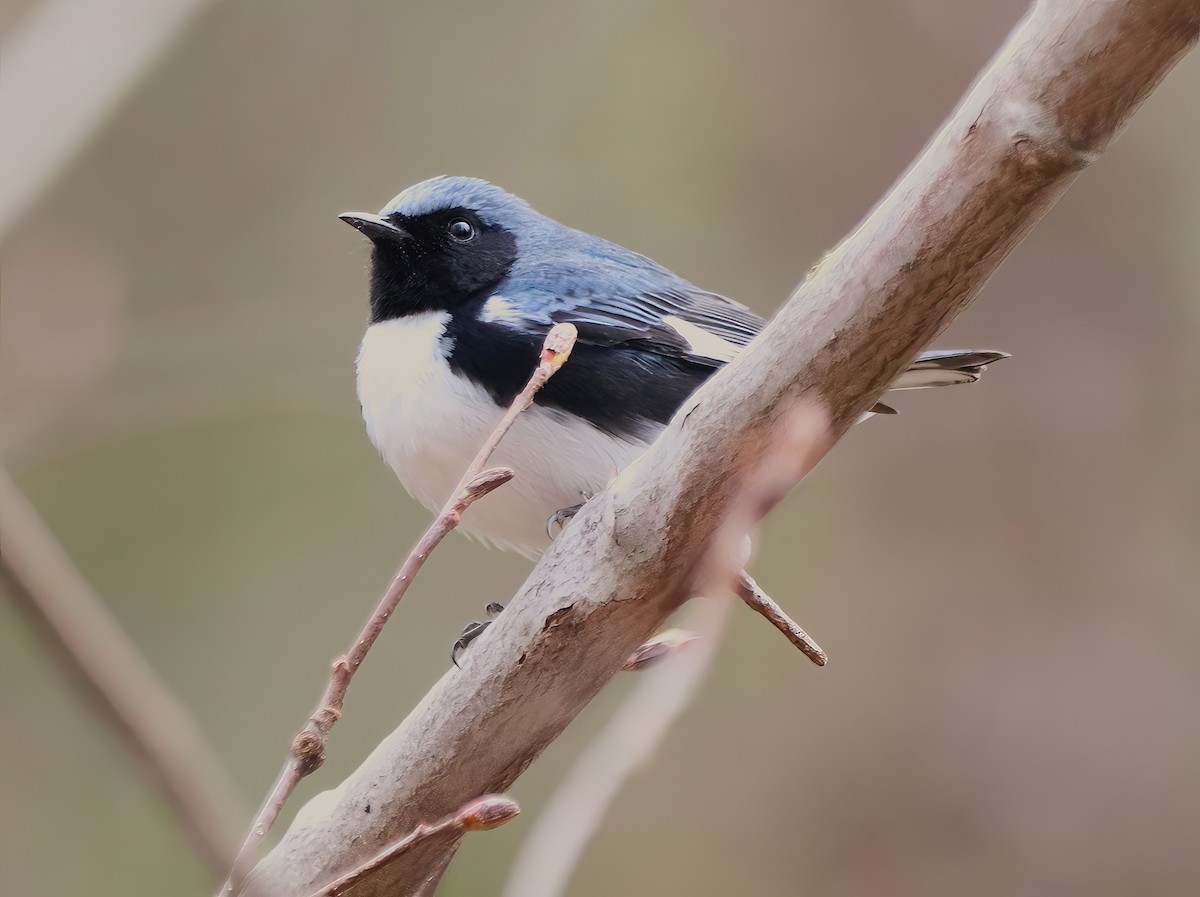 Black-throated Blue Warbler - ML635148142