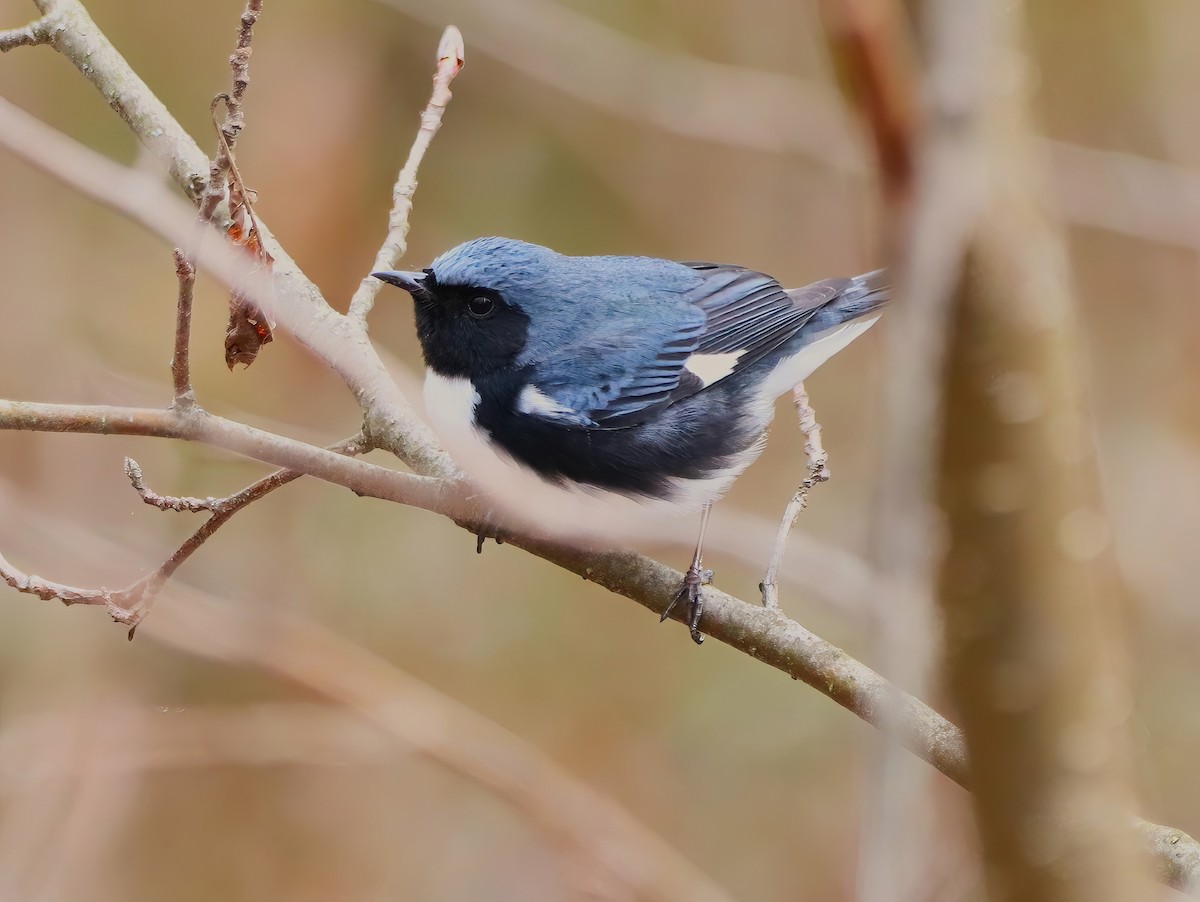 Black-throated Blue Warbler - ML635148143