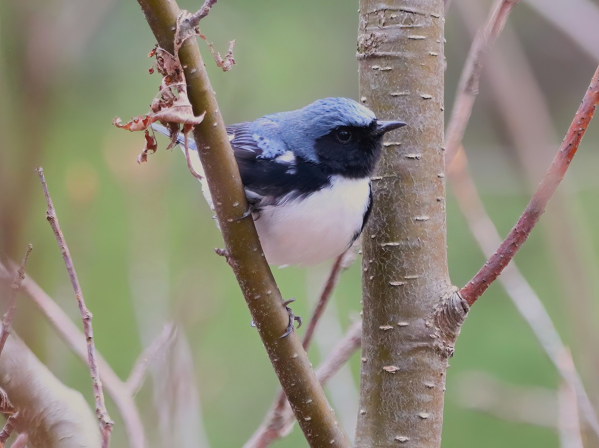 Black-throated Blue Warbler - ML635148145
