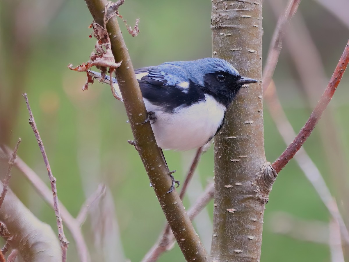 Black-throated Blue Warbler - ML635148146