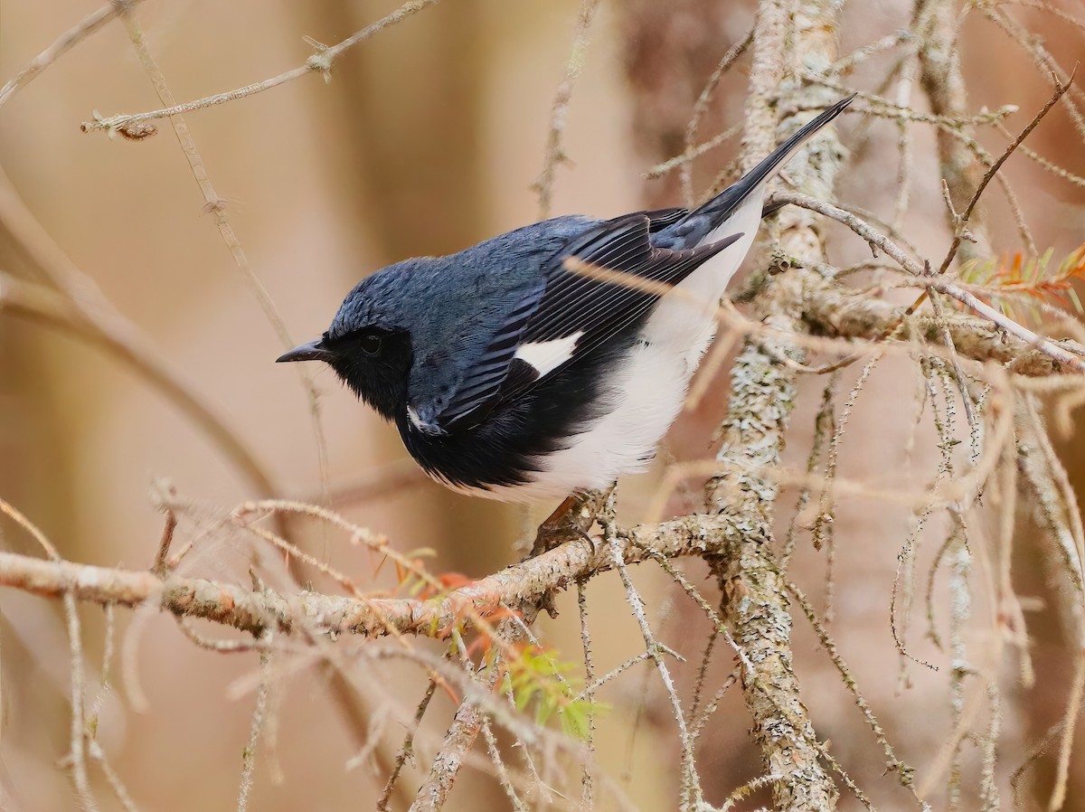 Black-throated Blue Warbler - ML635148147