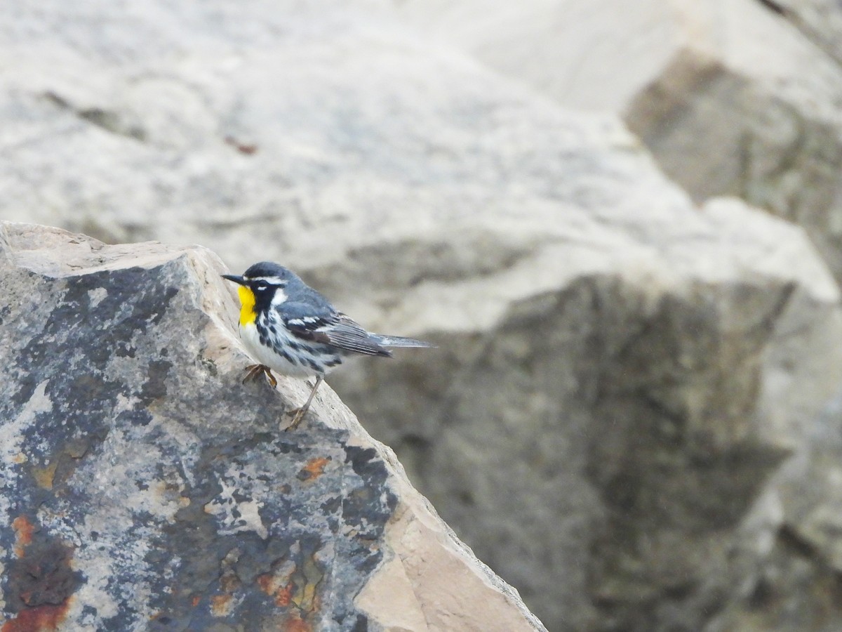Yellow-throated Warbler - ML635148178