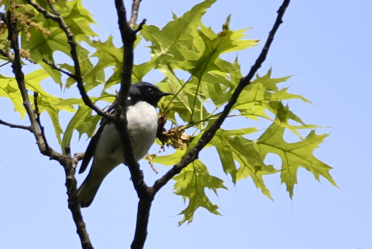 Black-throated Blue Warbler - ML635148289