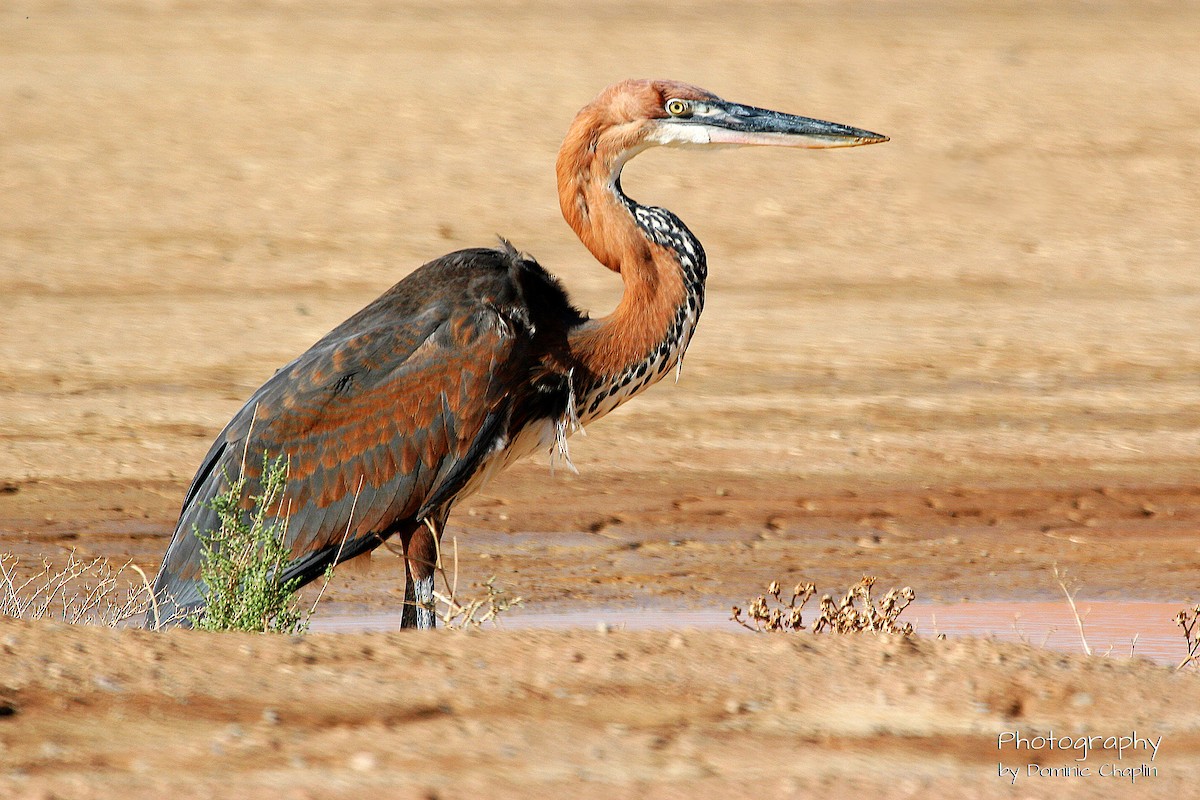 Goliath Heron - ML635148290