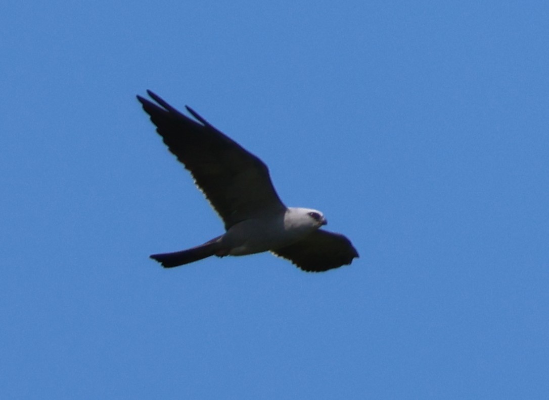 Mississippi Kite - ML635148304