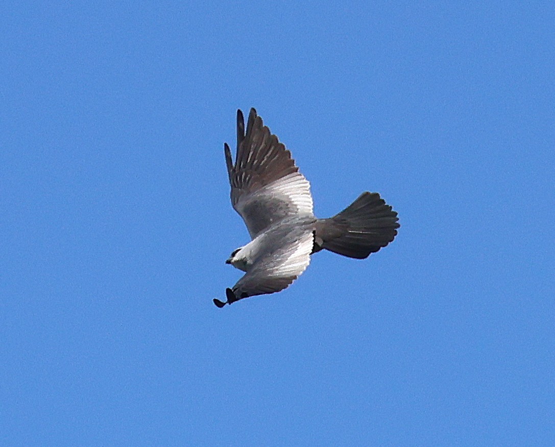 Mississippi Kite - ML635148315