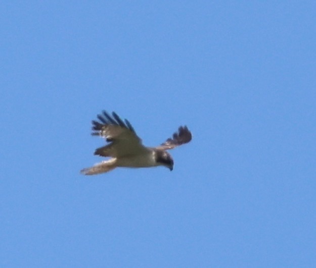 Short-tailed Hawk - ML635148354