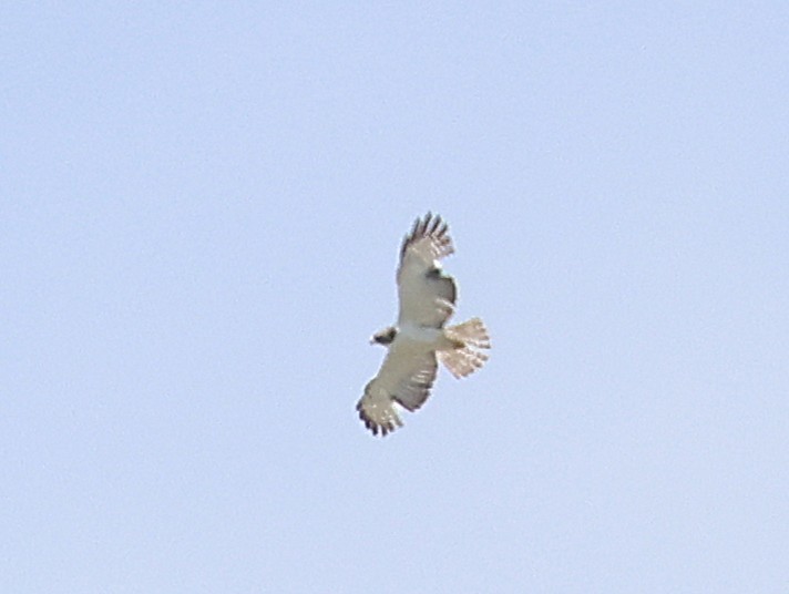 Short-tailed Hawk - ML635148369