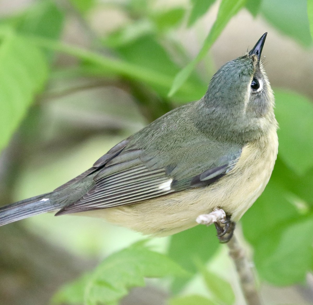 Black-throated Blue Warbler - ML635148384