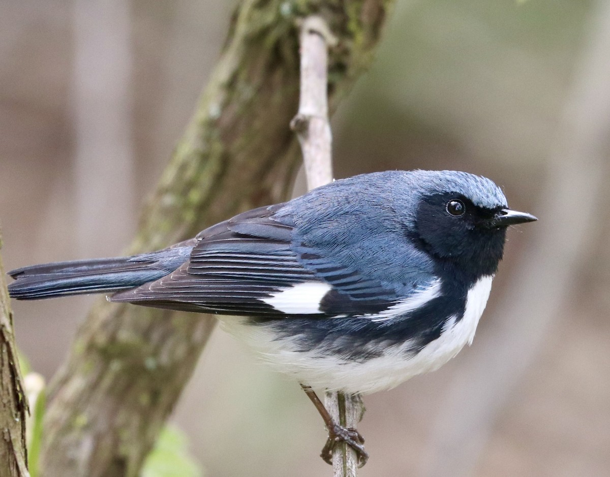 Black-throated Blue Warbler - ML635148417
