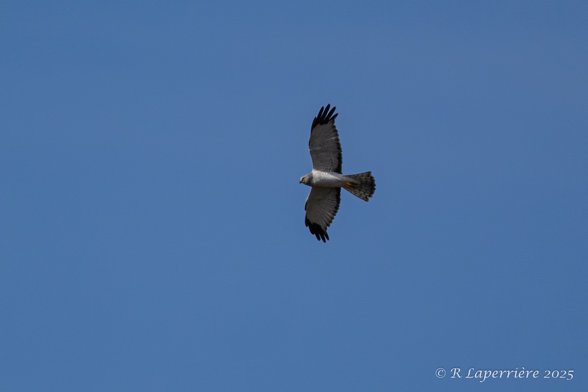 Northern Harrier - ML635148448