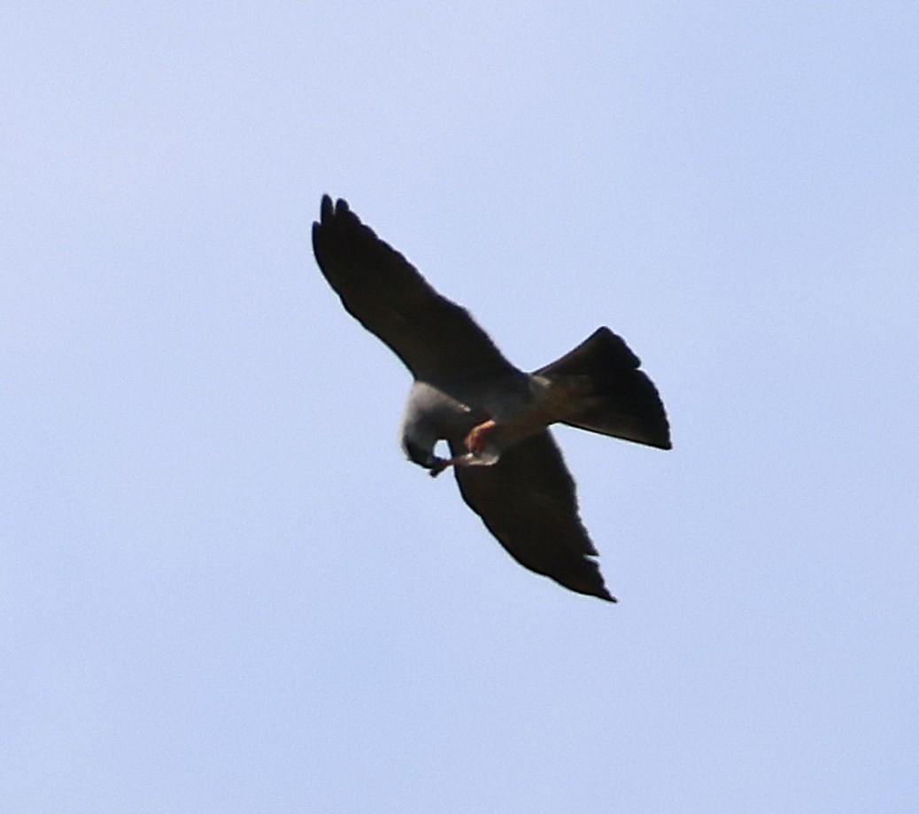 Mississippi Kite - ML635148451