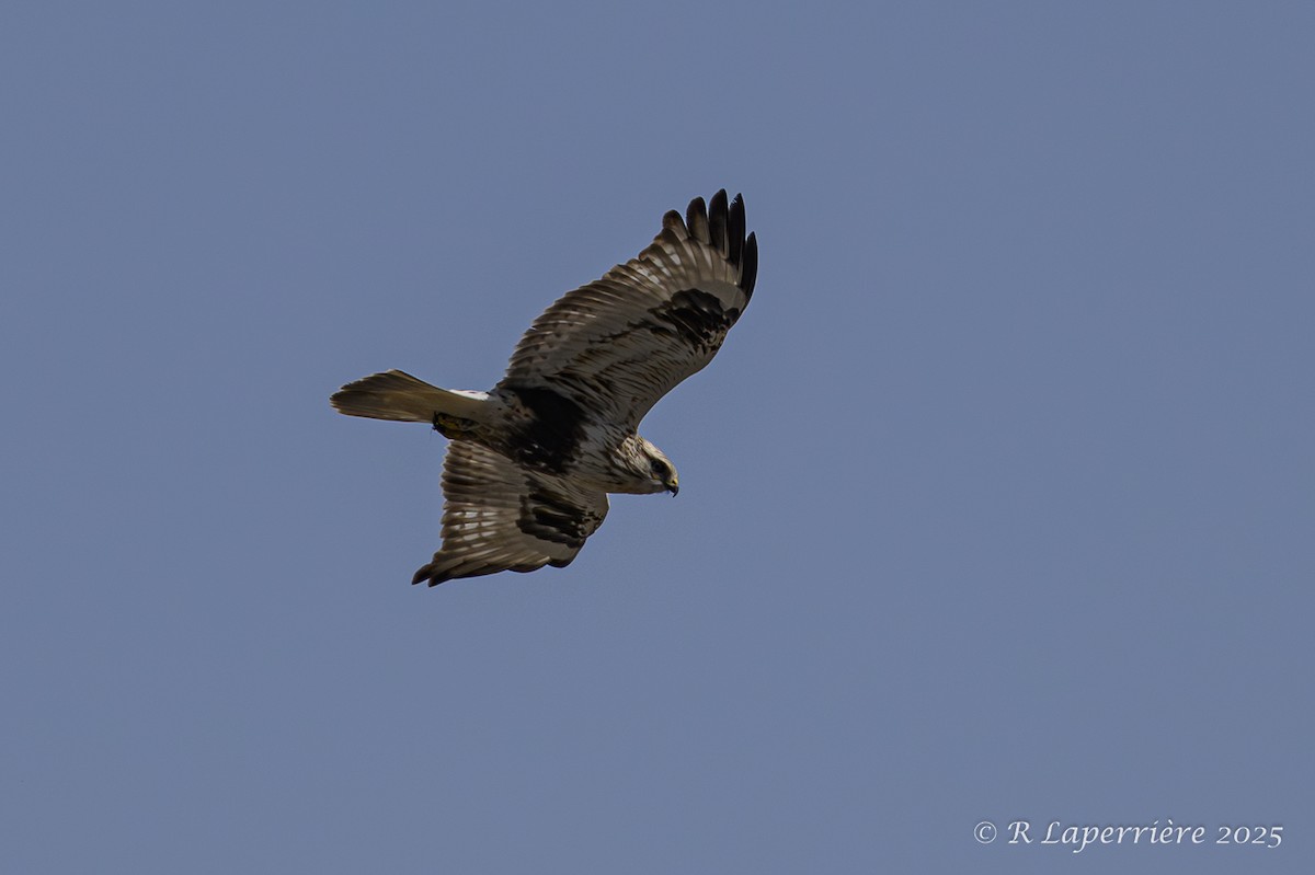Rough-legged Hawk - ML635148458