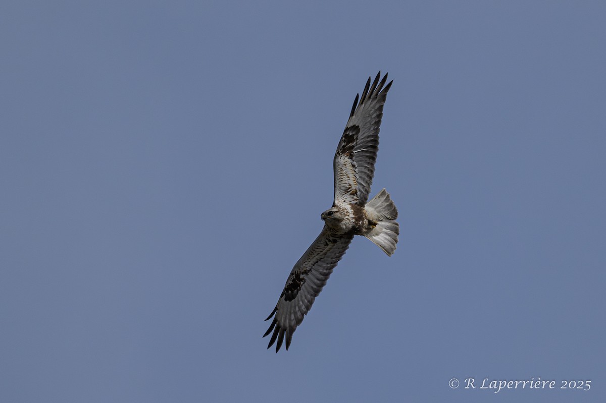 Rough-legged Hawk - ML635148459