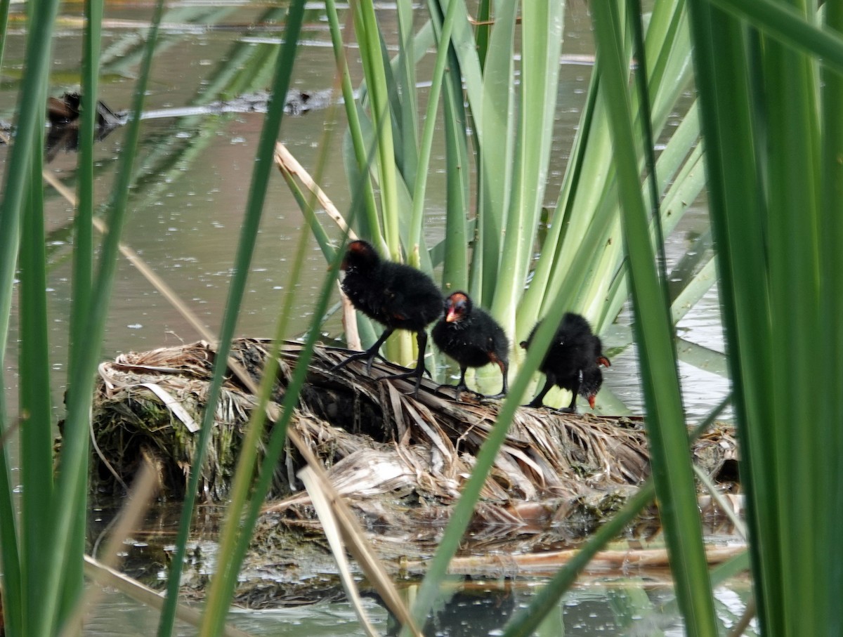 Common Gallinule - ML635148583