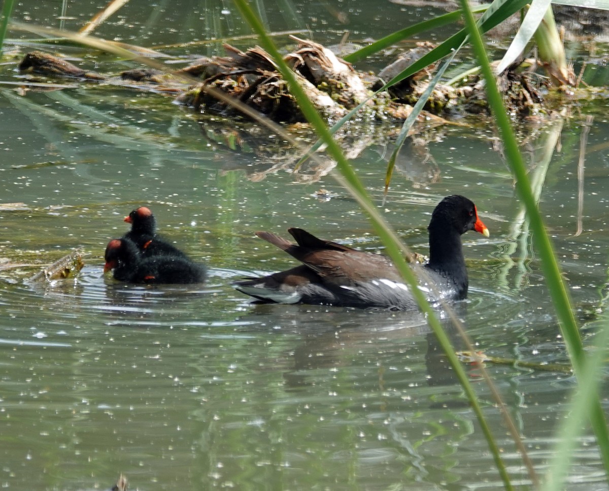 Common Gallinule - ML635148584