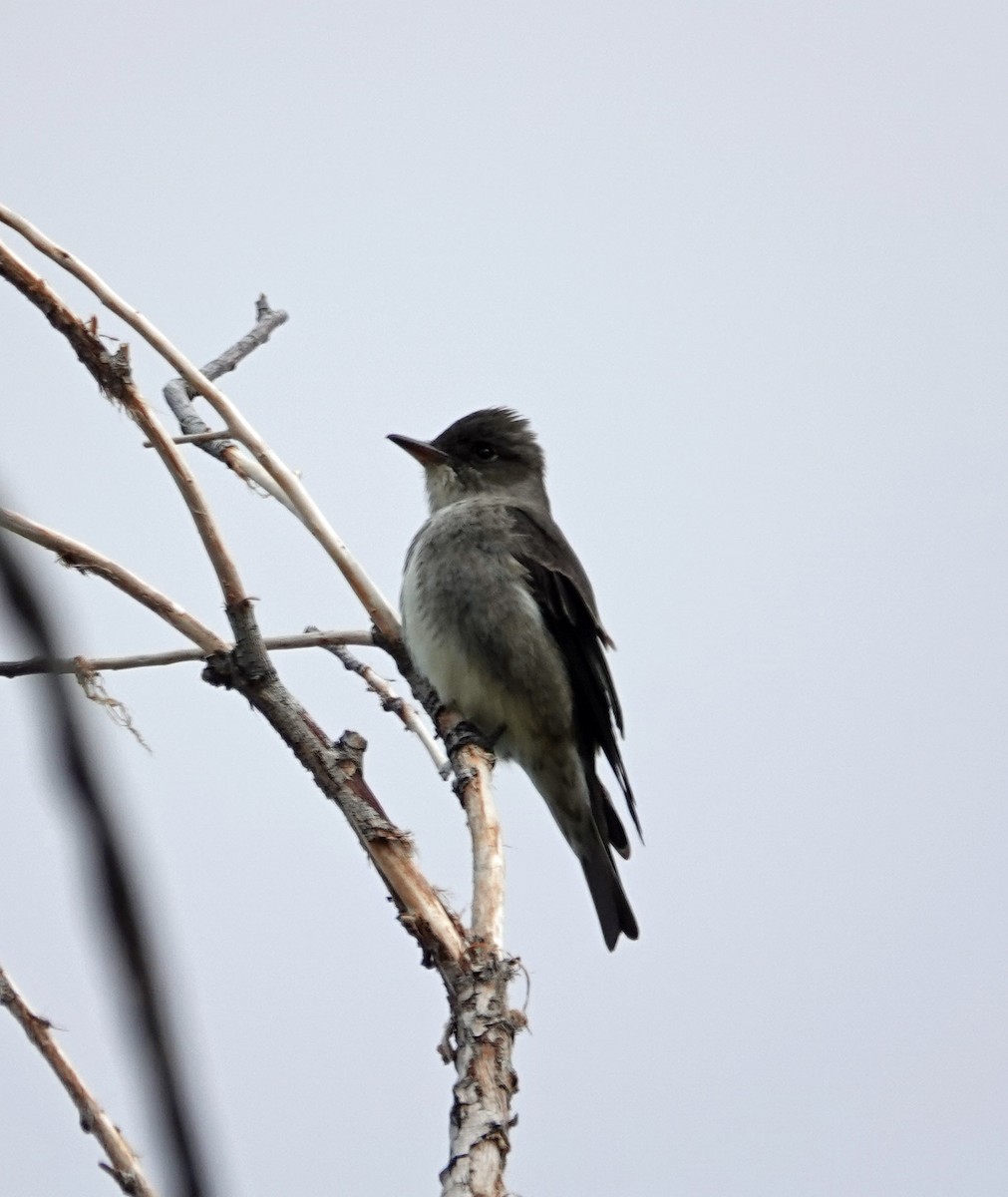 Olive-sided Flycatcher - ML635148611