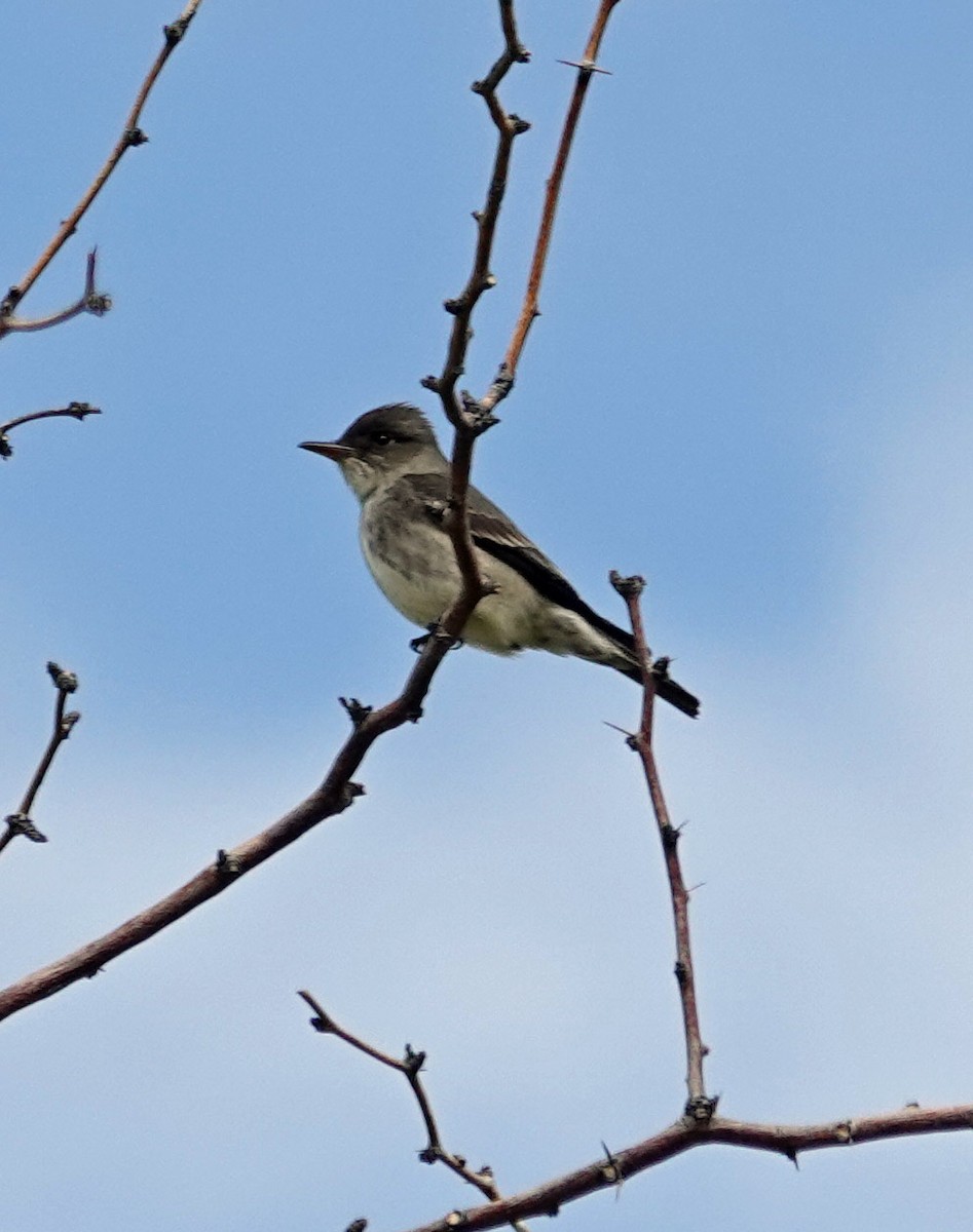 Olive-sided Flycatcher - ML635148612