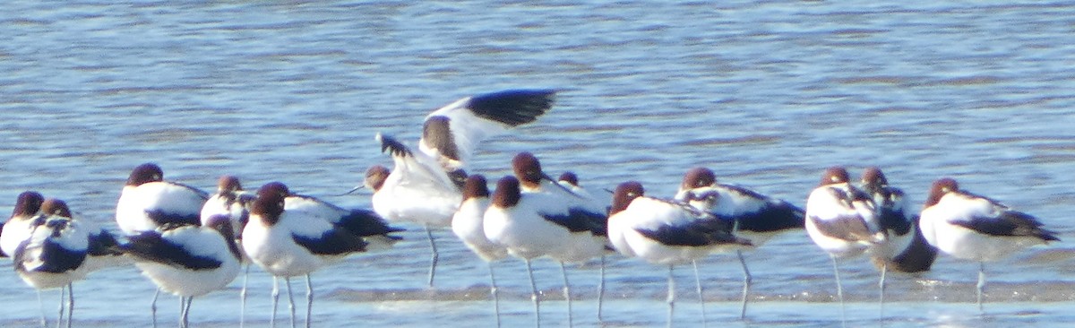 Red-necked Avocet - ML635148671