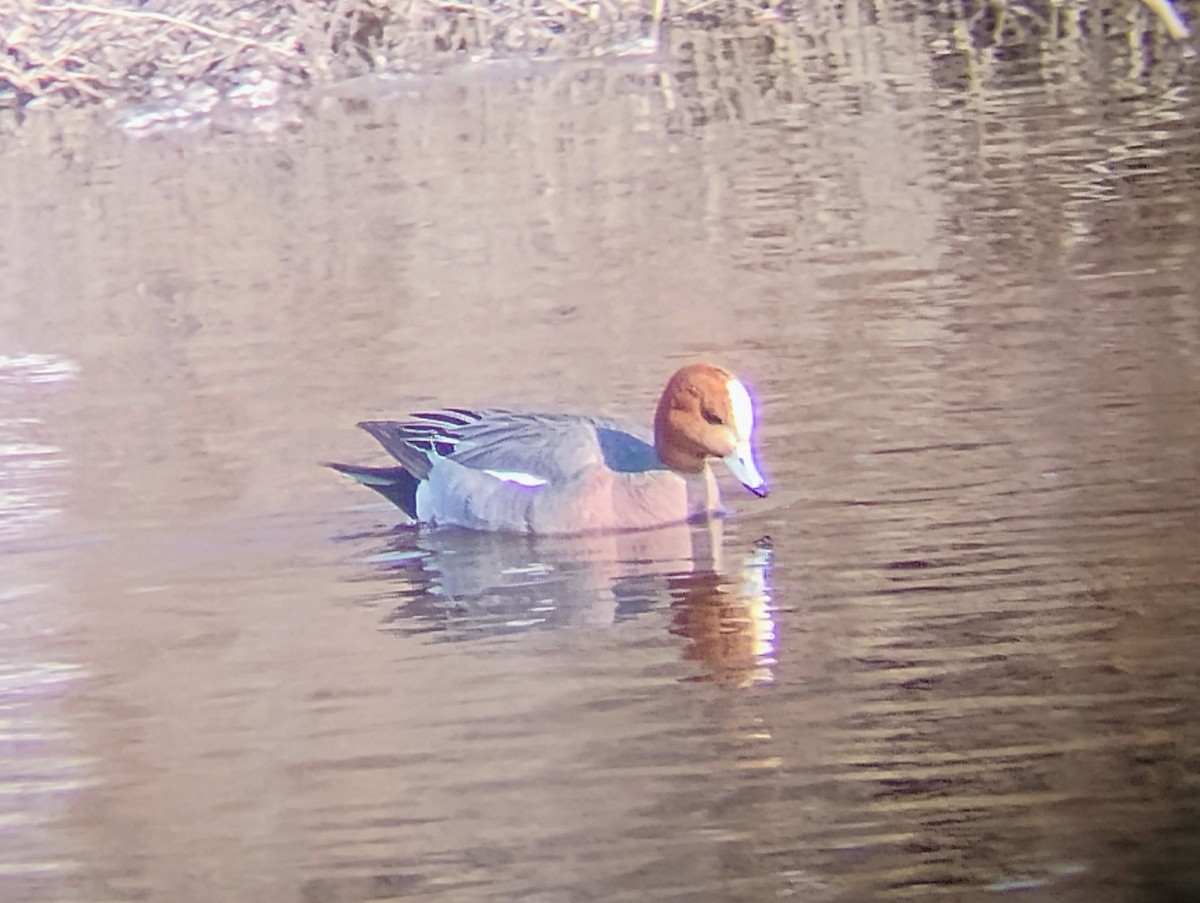 Eurasian Wigeon - ML635148782