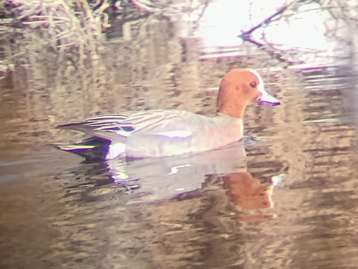 Eurasian Wigeon - ML635148783