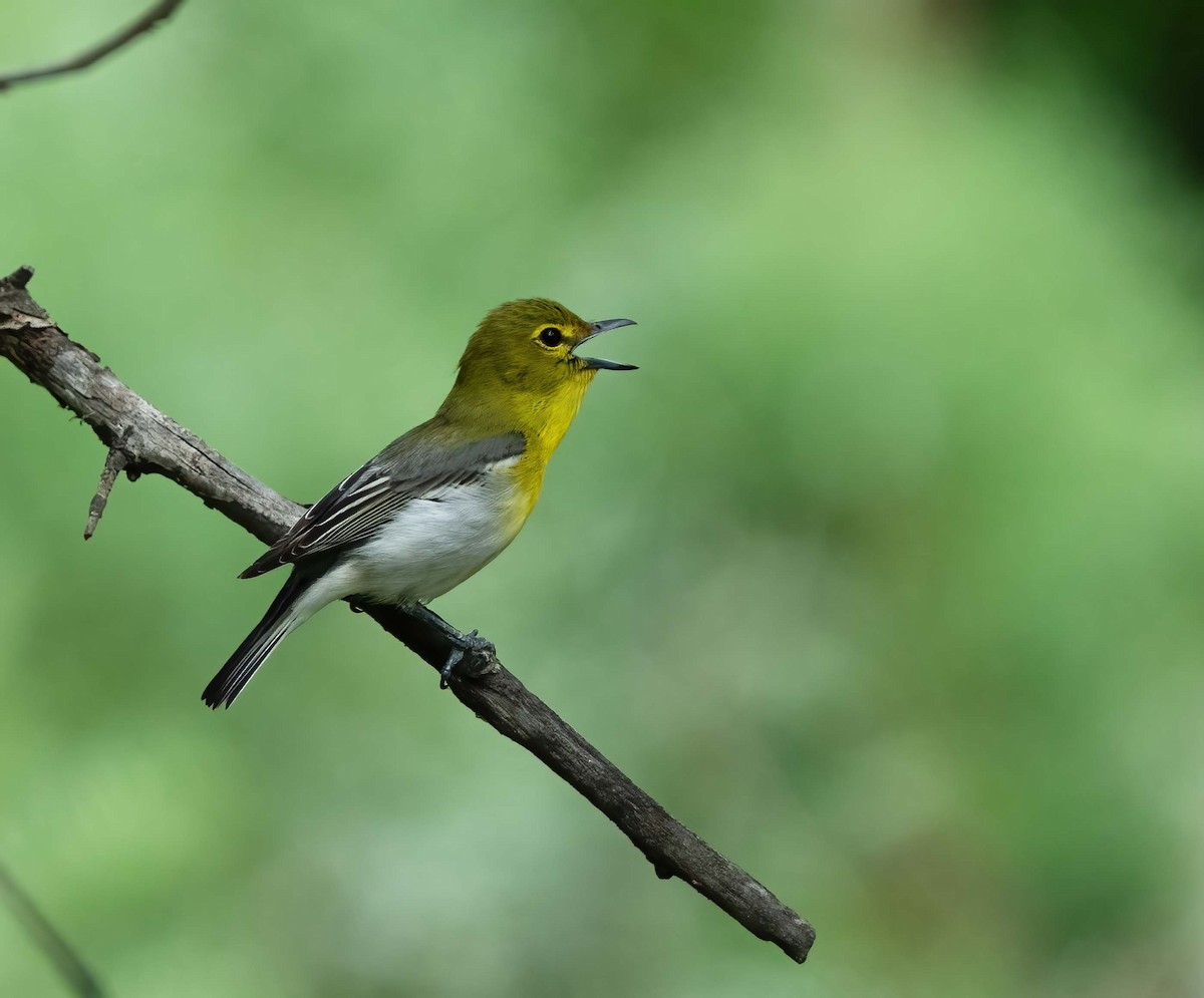 Yellow-throated Vireo - ML635148836