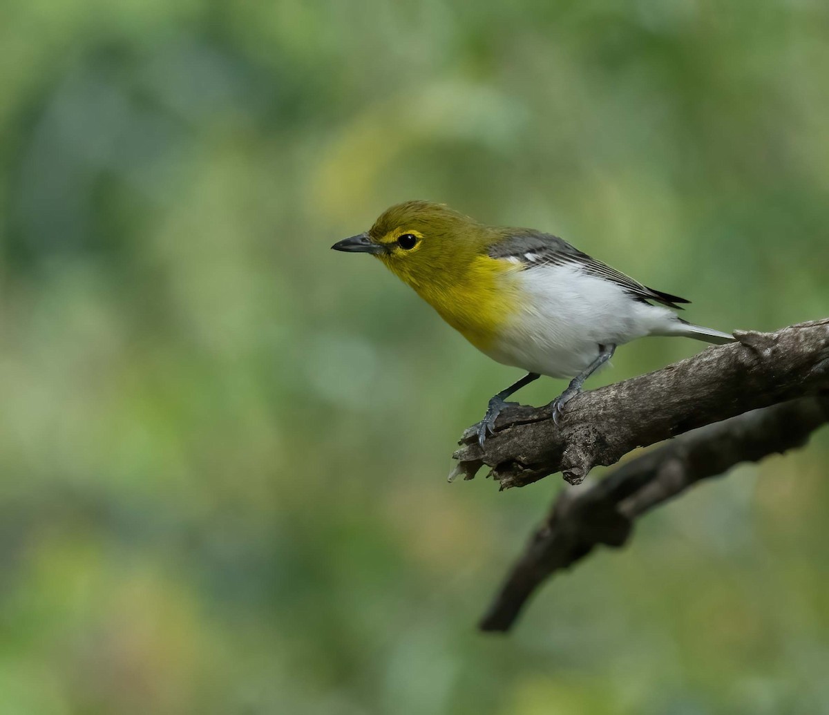 Yellow-throated Vireo - ML635148837
