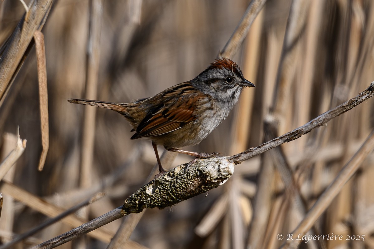 Swamp Sparrow - ML635148886