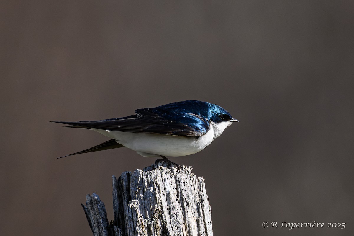 Tree Swallow - ML635148894