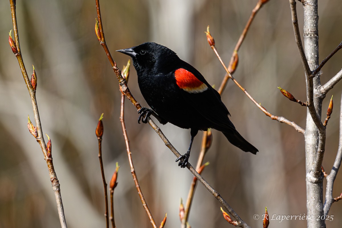 Red-winged Blackbird - ML635148904