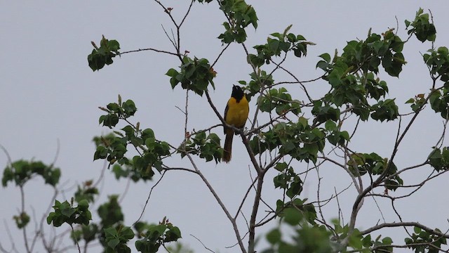 Audubon's Oriole - ML635148926
