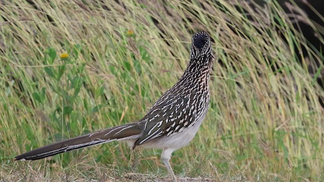 Greater Roadrunner - ML635148952