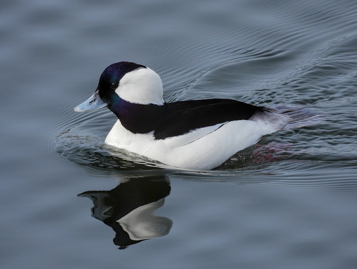 Bufflehead - ML635148966
