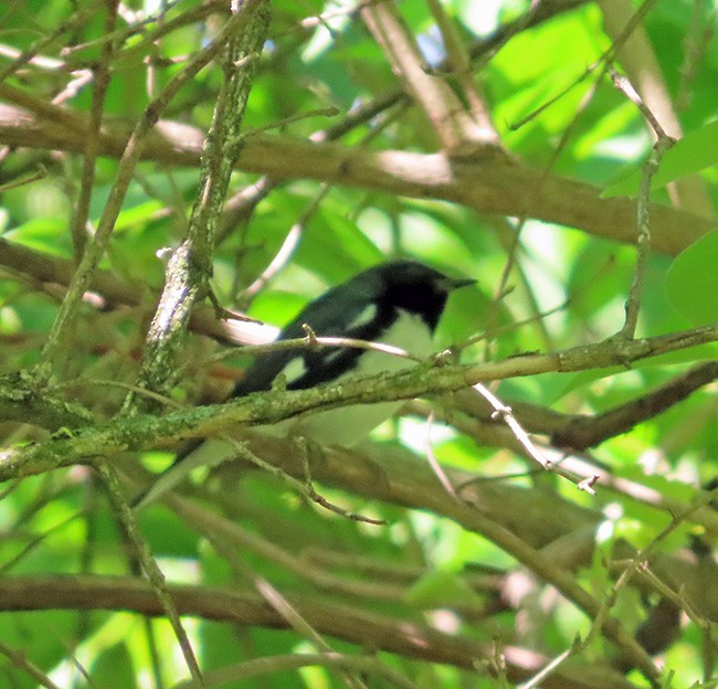 Black-throated Blue Warbler - ML635149166