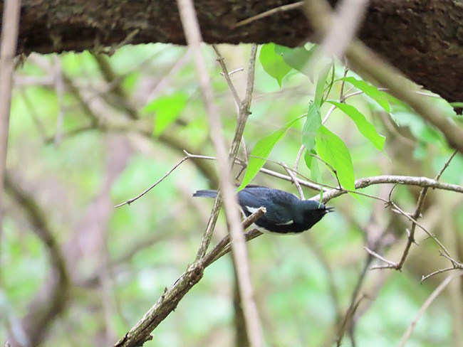 Black-throated Blue Warbler - ML635149171