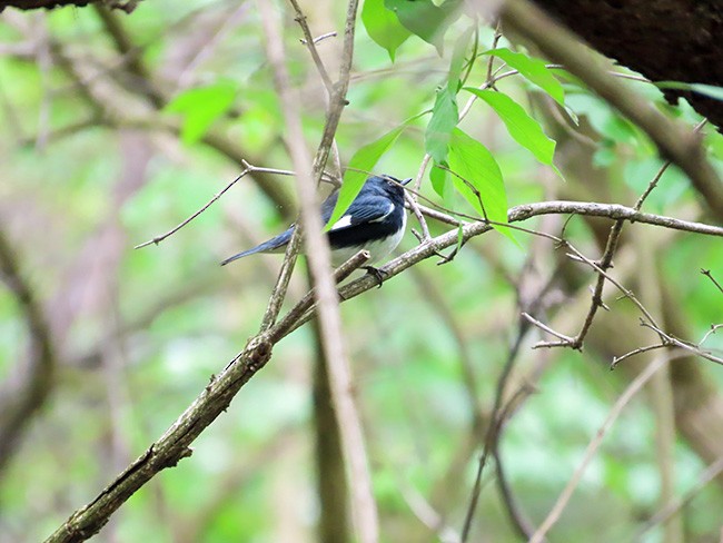 Black-throated Blue Warbler - ML635149176